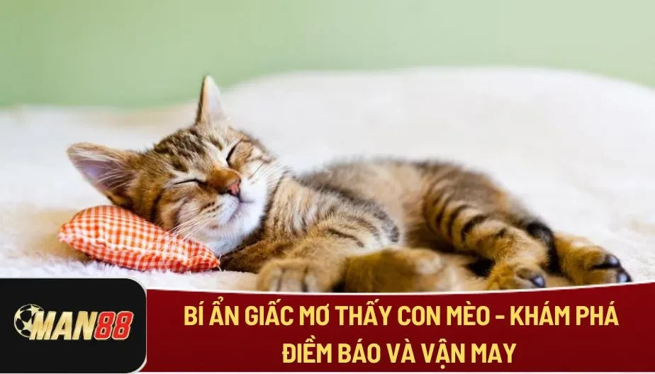 MAN88 Bí Ẩn Giấc Mơ Thấy Con Mèo - Khám Phá Điềm Báo Và Vận May