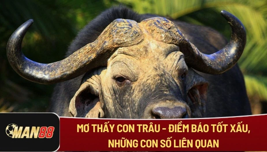 MAN88 Mơ Thấy Con Trâu - Điềm Báo Tốt Xấu, Những Con Số Liên Quan